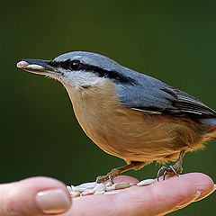 фото "Sitta europaea"