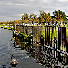 фото "A Swan and the Gulls"