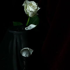фото "Плач белой розы(Траурная композиция)."
