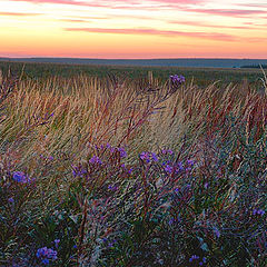 photo "At dawn. Steppe"