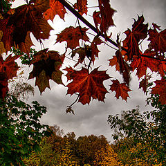 photo "Autumn park"