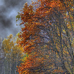 фото "Прогулка"