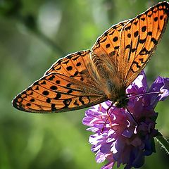 photo "Nacre butterfly"