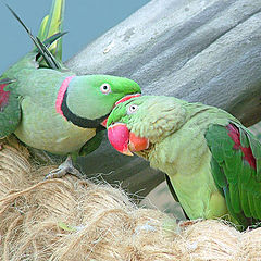 photo "Parrots"