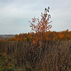 фото "Грустная пора.."