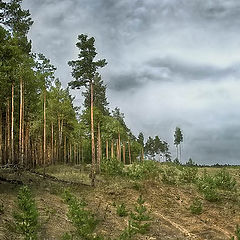 фото "Просека"