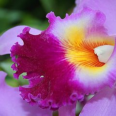 фото "Orchid"