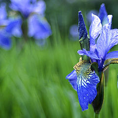 photo "Iris"