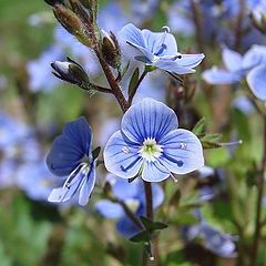 photo "Flower - blue eyes"