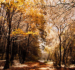 фото "Бело-золотая осень"