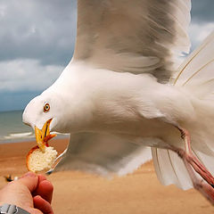 photo "Hungry bird 2"