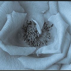 фото "cyanotype rose"