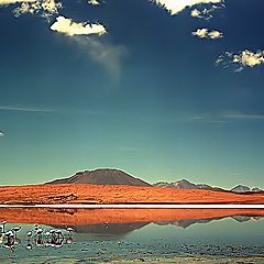 фото "Bolivian flamingos"