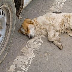 фото "Во снах отдохновенье"