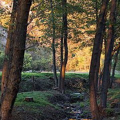 photo "Gold stream"