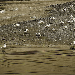 photo "on the river"