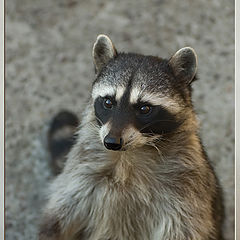 photo "Raccoon"