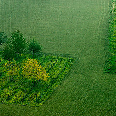 photo "Green Monferrato"