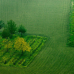 фото "Green Monferrato"