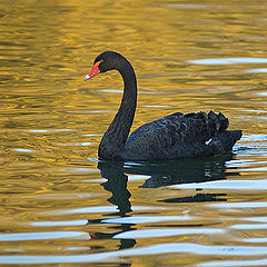 photo "Black swan on an autumn water"