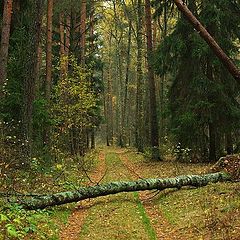 фото "Шлагбаум"