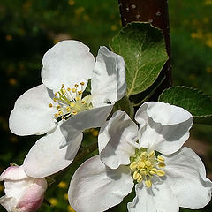 фотоальбом "Flowers"