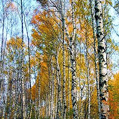 фото "березки осенью"