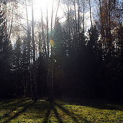 photo "patches of sunlight and shadows"