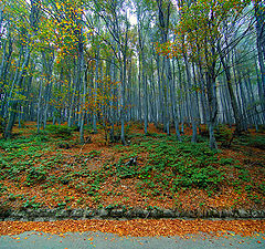 photo "Autumn Wood"