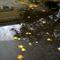 фото "Листья клена на мокром асфальте"