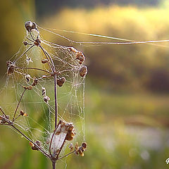 photo "The autumn net"