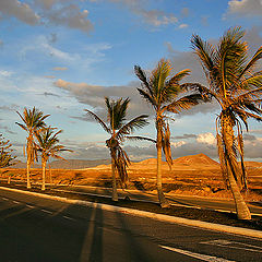 фото "Palm Road"