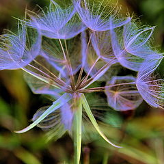 photo "TENDRESSE"