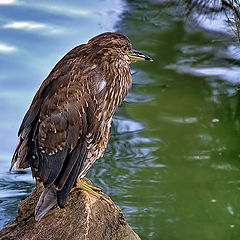 photo "The Loneliness"