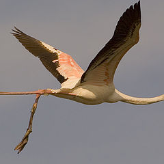 photo "Misfortune Flamingo"