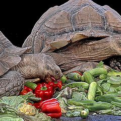 photo "Breakfast of Giants"