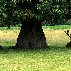 photo "Three bogatyrs."