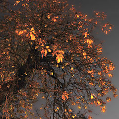 photo "Golden Tree"