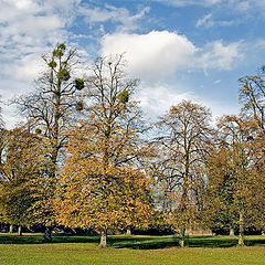 photo "Mistletoe On Trees"