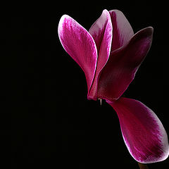photo "Cyclamen-Persicum"