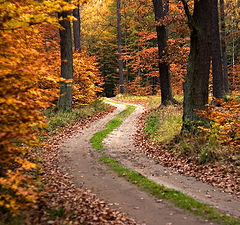 photo "* Forest Paths *"