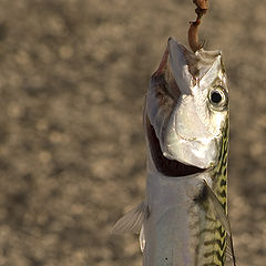 фото "Mackerel Catch"