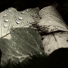 photo "...after rain..."