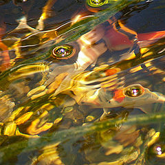 photo "Fish Impressiоns"