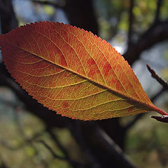 photo "Easy leaf"