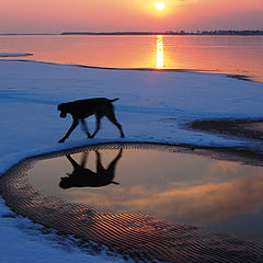 photo "black dog, running edge of a cloud"