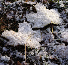 photo "The first snow"