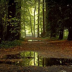 фото "after the rain"