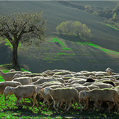 photo "Rural landscape"