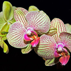 photo "Orchidaceae"